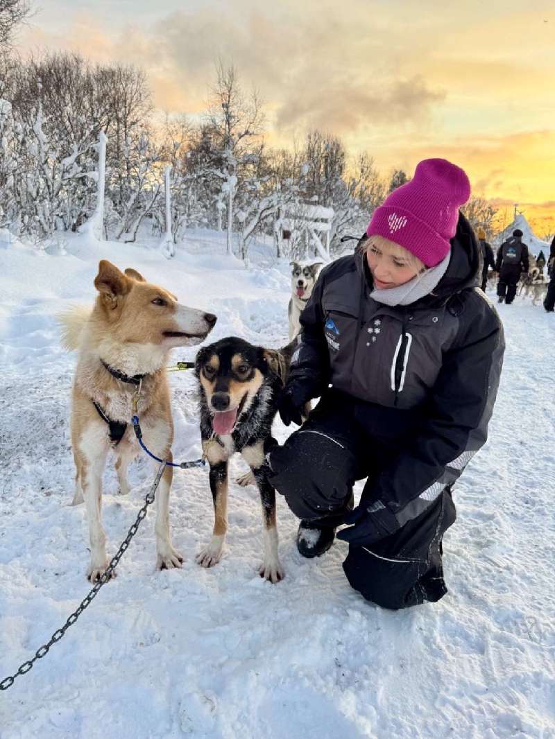 Schlittenhunde